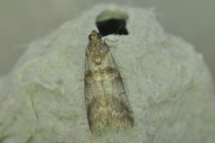 Acrobasis