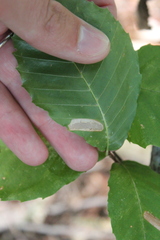 Phyllonorycter maestingella