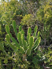 Euphorbia triangularis