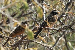 Emberiza tahapisi