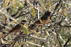 Emberiza tahapisi
