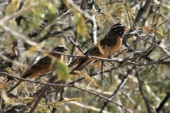 Emberiza tahapisi