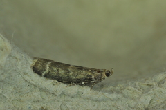 Ortholepis pasadamia