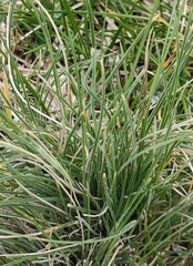 Poa morrisii