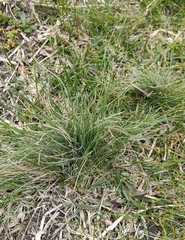 Poa morrisii