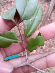 Peponidium