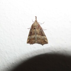 Hypena rostralis