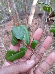 Peponidium