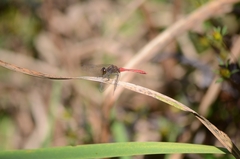 Sympetrum eroticum