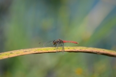 Sympetrum eroticum