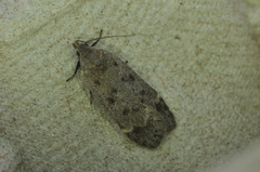 Anacampsis innocuella