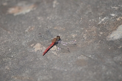 Sympetrum eroticum