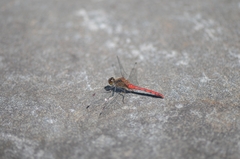 Sympetrum eroticum