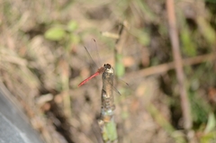 Sympetrum eroticum
