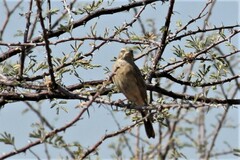 Emberiza impetuani
