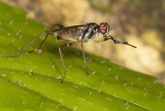 Hemichaeta scutellata