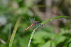 Sympetrum eroticum