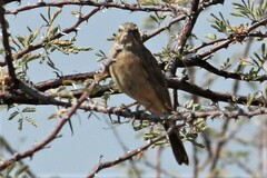 Emberiza impetuani