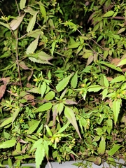 Bidens discoidea