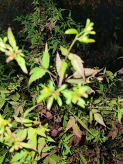 Bidens discoidea