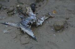 Ichthyaetus ichthyaetus