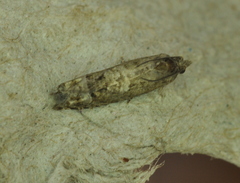 Eucosma parmatana