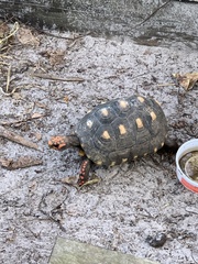 Chelonoidis carbonarius