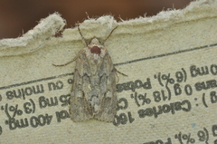 Sympistis dentata
