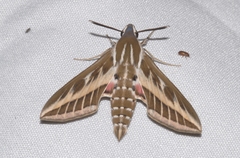 Hyles livornica