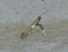 Caloptilia bimaculatella