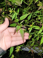 Bidens discoidea