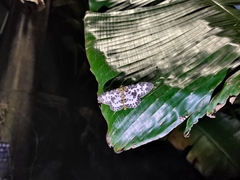 Pogonopygia nigralbata