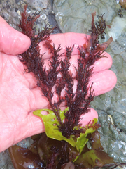 Odonthalia floccosa