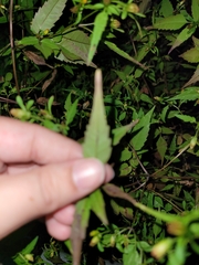 Bidens discoidea