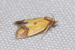 Agapeta zoegana