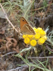 Coenonympha dorus