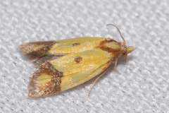 Agapeta zoegana