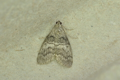 Pococera asperatella