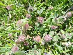 Trifolium hirtum