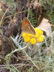 Coenonympha dorus