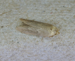 Blastobasidae