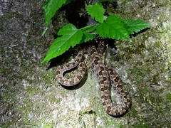 Protobothrops mucrosquamatus