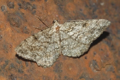 Peribatodes secundaria