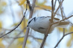 Cyanistes cyanus