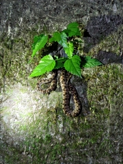 Protobothrops mucrosquamatus