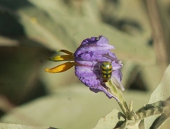 Diabrotica balteata