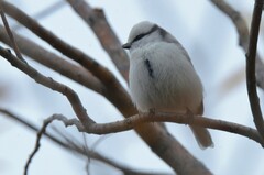 Cyanistes cyanus