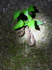 Protobothrops mucrosquamatus