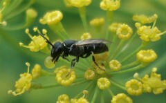 Hylaeus punctatus