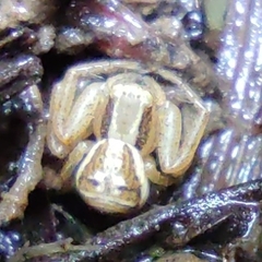 Xysticus ulmi